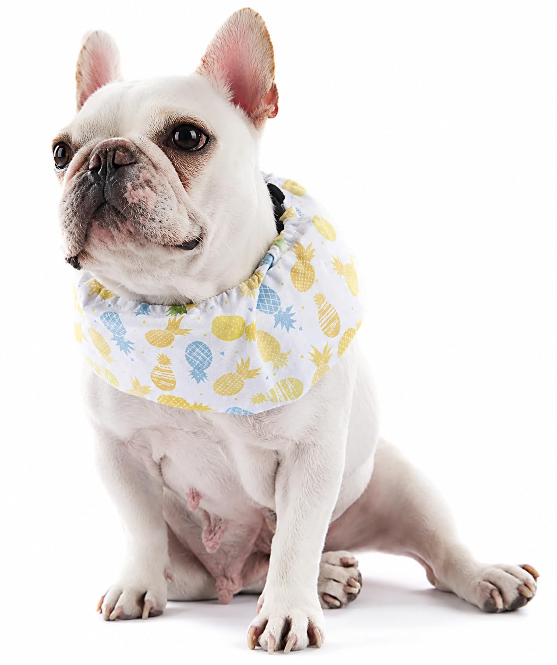 Amazon | PP&DD クールバンド 犬 保冷剤付き 夏に涼しいクールバンダナ
